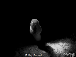 Snoot shot by Raj Prasad 